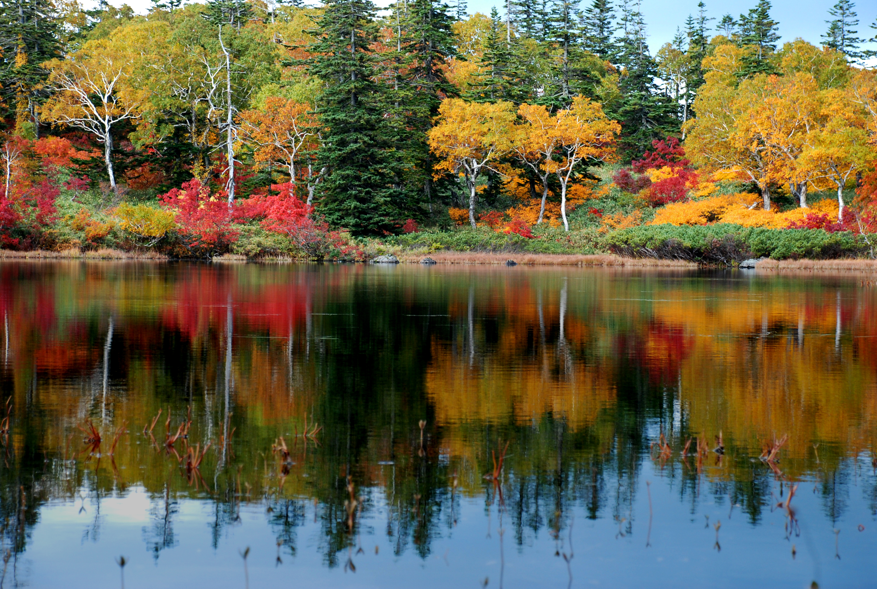 Colorful leaves in Autumn in Niseko