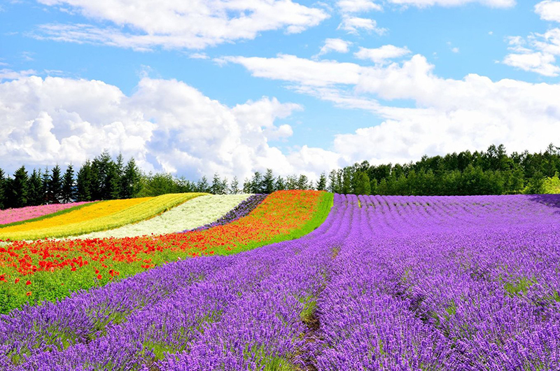 furano biei hokkaido niseko hanazono tour